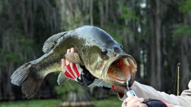 summer bass fishing