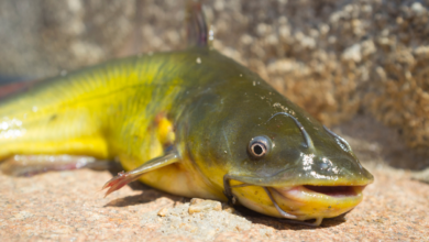 catching and cooking bullhead catfish