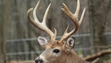 deer antler growth chart by age